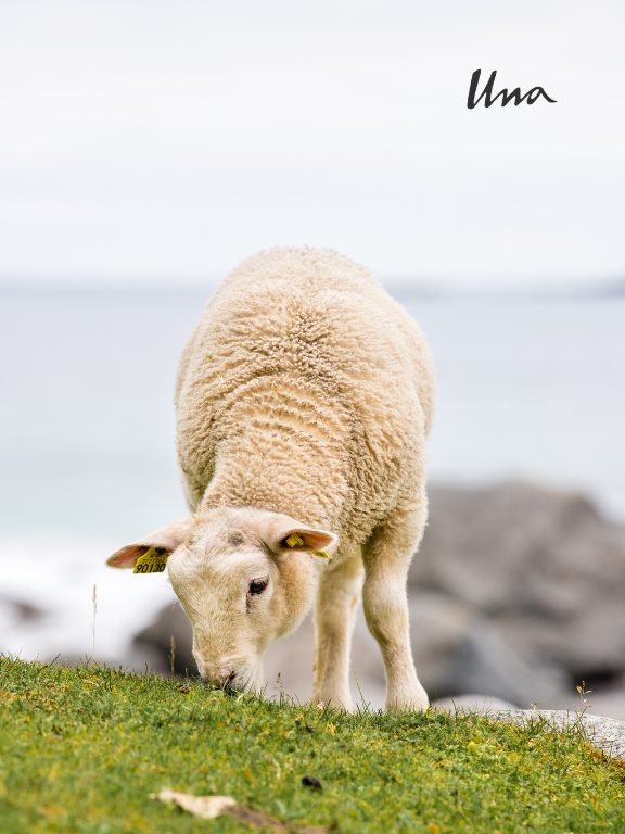 LAHJAKORTTI_11_00.png [lammas]