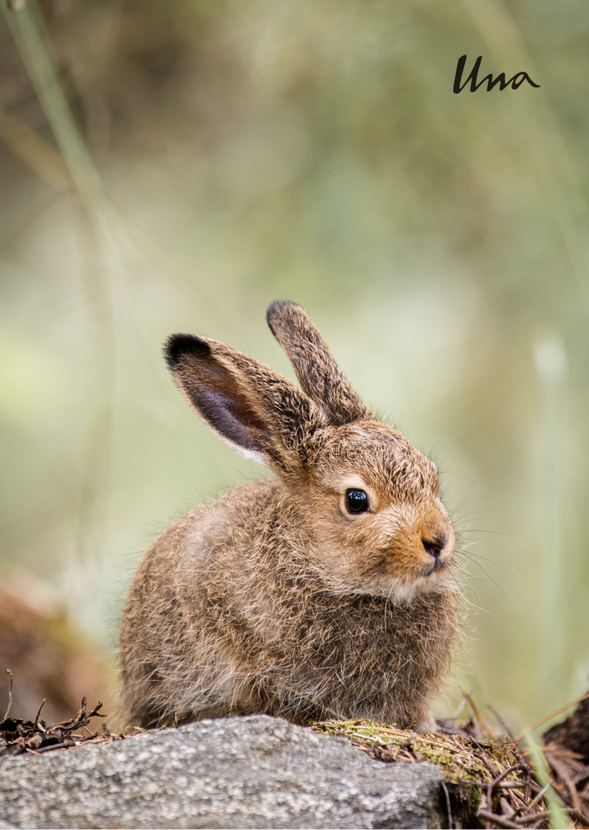 lahjakortti.png [pupu]